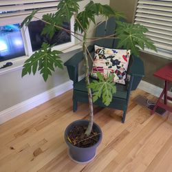 1 Year Old Papaya Tree w/ Pot