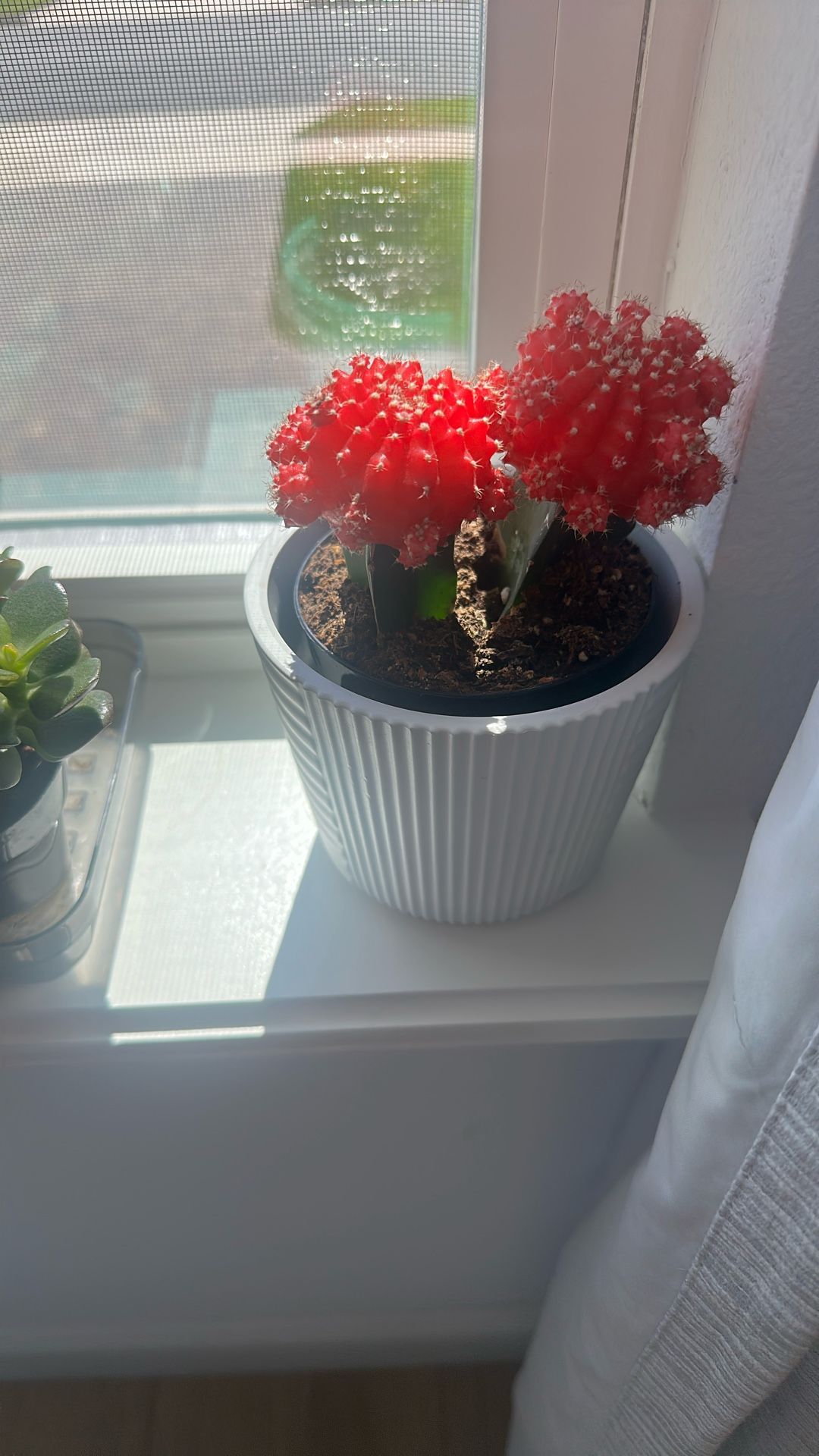 Assorted Plants