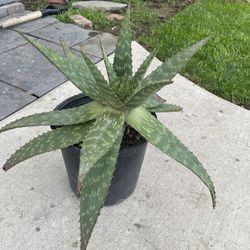 Aloe Vera Plant 