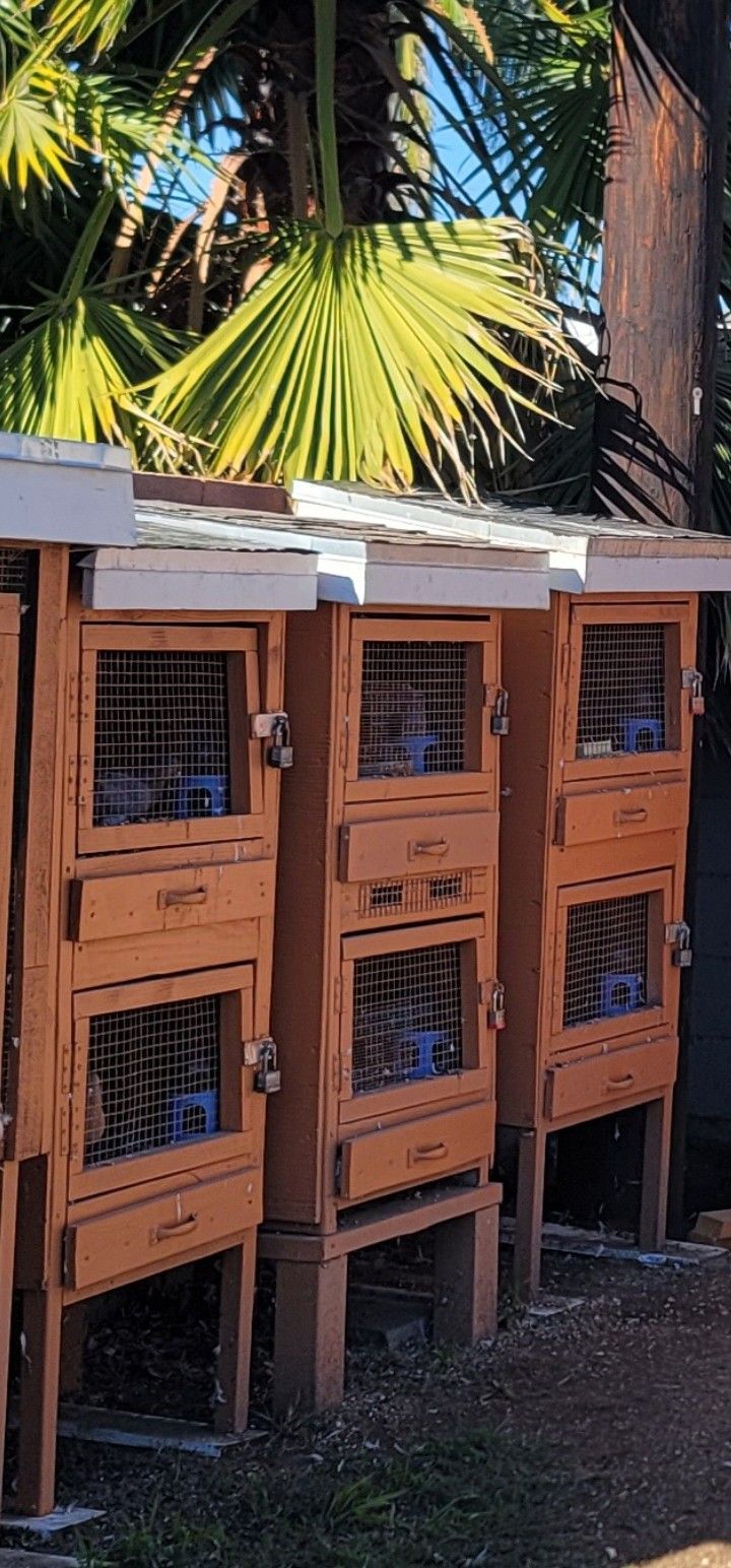 pigeon breeder box