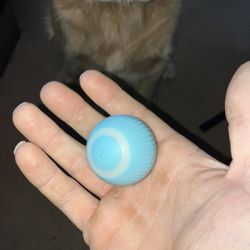 Self Entertaining Cat Toy