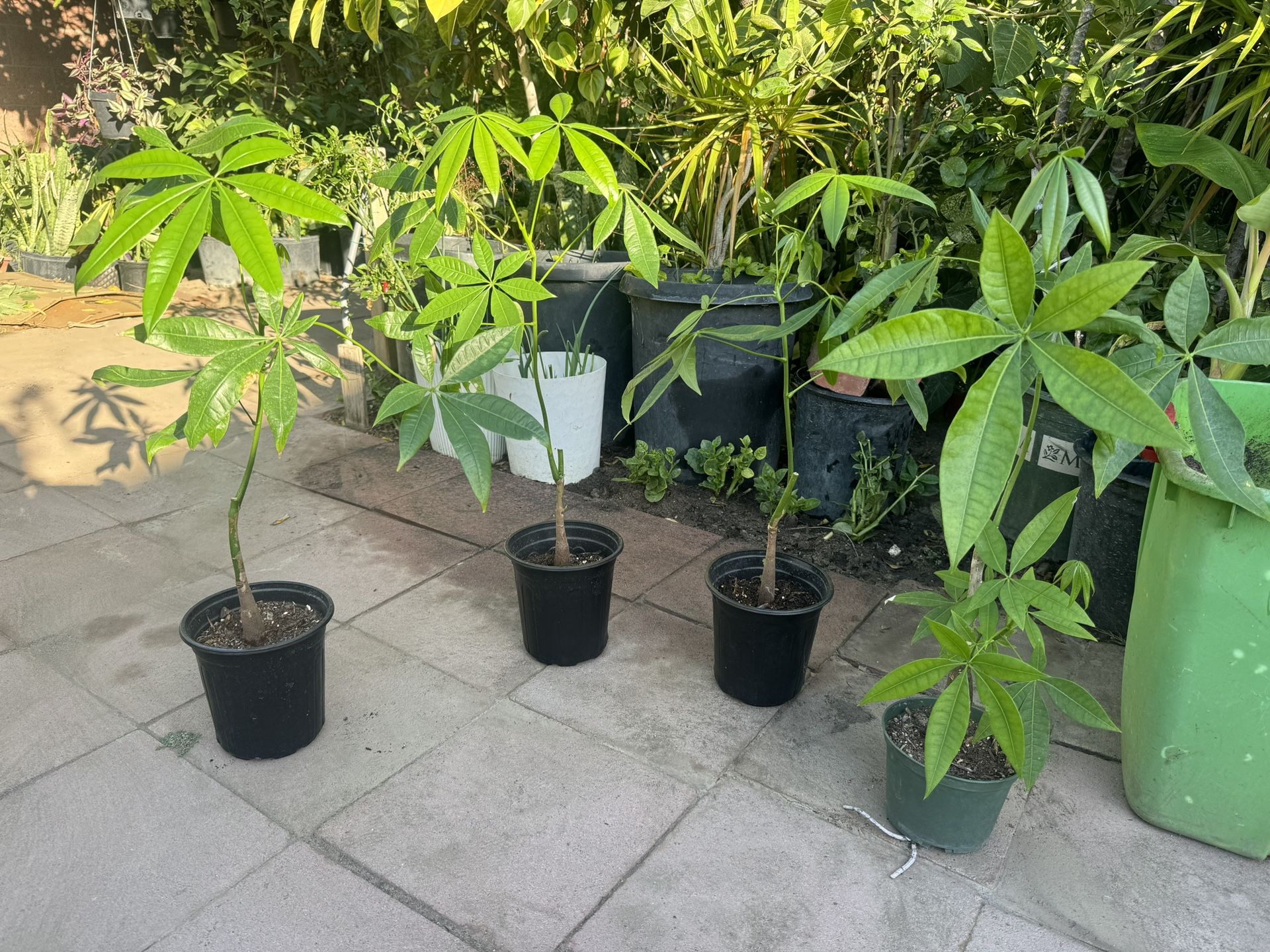 Money Tree 