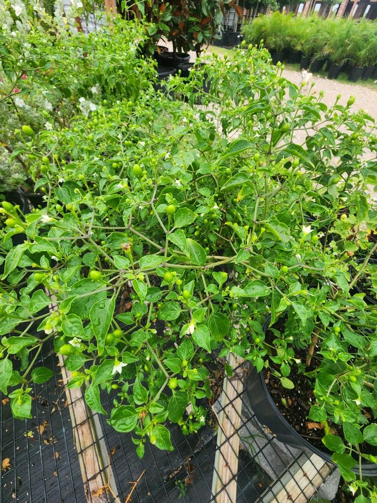 Arbolitos De Chiles Del Monte 3gallones Bushes