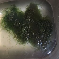 Java Moss Free