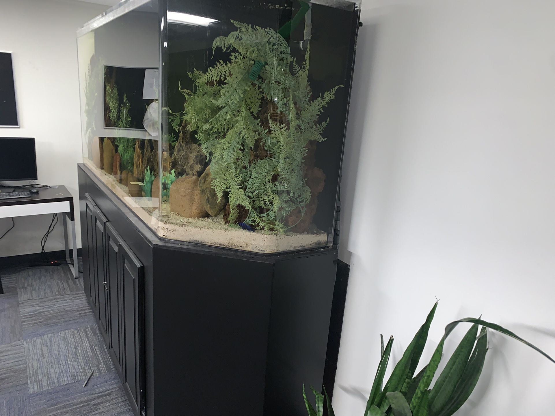 Custom 300 Gallon Aquarium