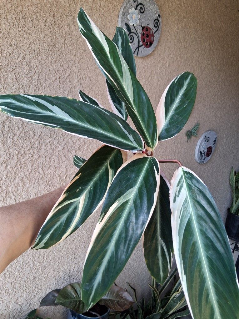 Stromanthe Triostar Plant $18