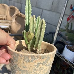 Ready To Bloom Star Stapillia