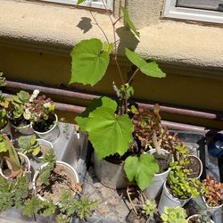 Grape Leave And Grape Plant