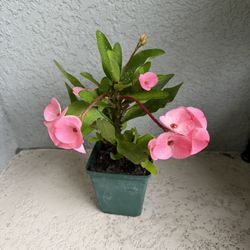 Large  Flower  Crown  Of   Thorns Plant 