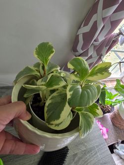 Peperomia baby rubber plant