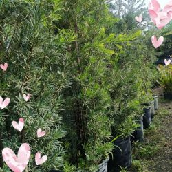 PODOCARPUS 25GL $95🏡🏡🏡