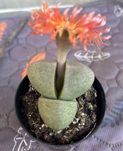 Pleiospilos  Suculenta