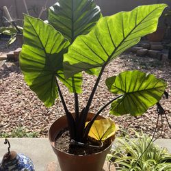 Large Potted Plant 