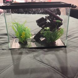Tank Fish 