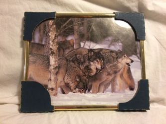 8x10 photo of wolves new