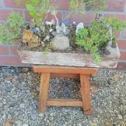 Bonsai Plants 