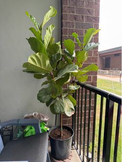 Fiddle Leaf large plant