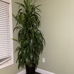 Huge/full~7.5ft (4big N 2 Smaller Plants In The Pot)Dracena low Light/low Maintenance Indoor Plant, Black Self Watering Pot Included; 95820