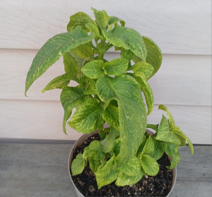Coleus Plant 🌿