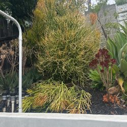 Succulent- Stick On Fire 