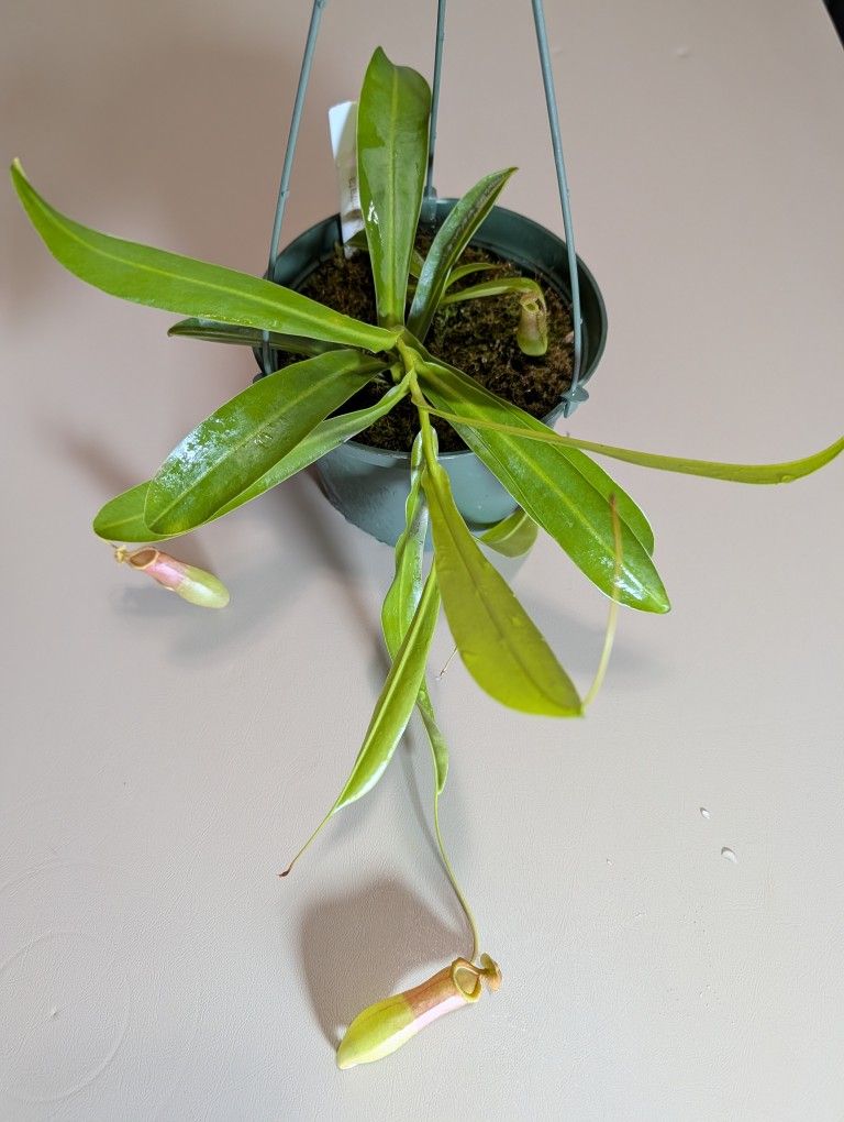 Nepenthes Ventrata Hanging Basket 