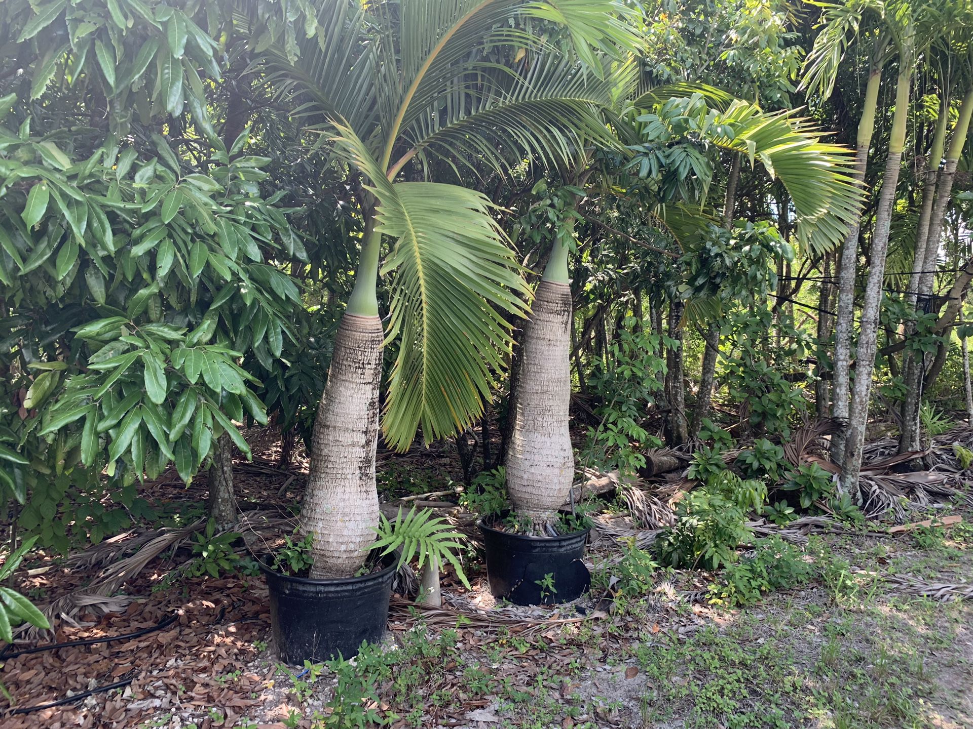 Selling Palm Trees of different types and sizes