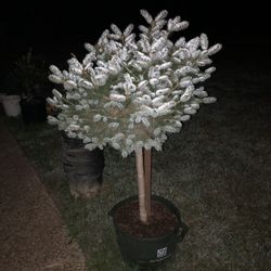 Beautiful Plants Trees And Pots 