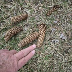 Pine Cones
