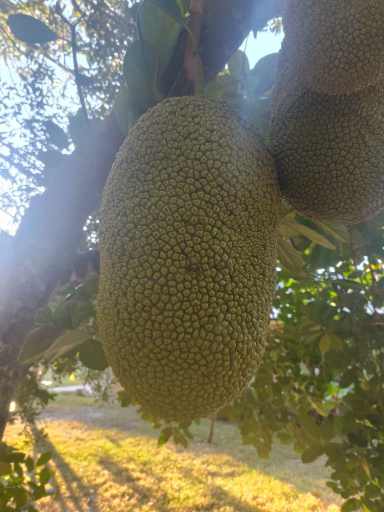Big And Beautiful Jackfruit