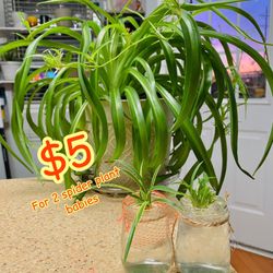 Spider Plant - 2 varieties for $5