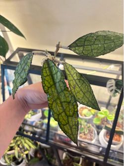 Hoya Clemensiorum cuttings