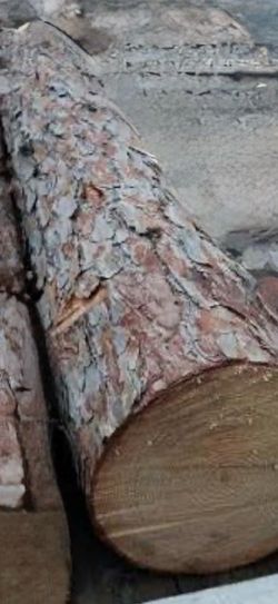 Woodcrafter pine log