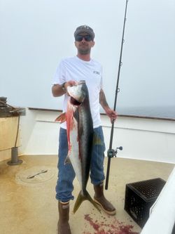 9’2” phenix black diamond hybrid jig stick
