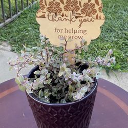 Pink Callisia Plant $15