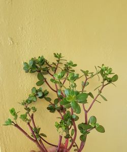 Purslane Succulent Plant 