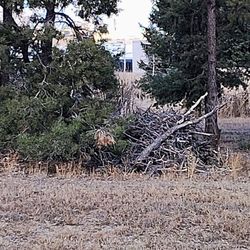 Firewood For The Winter 