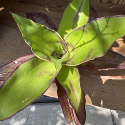 Tropical Basket Plant