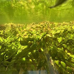 Ludwigia Repens