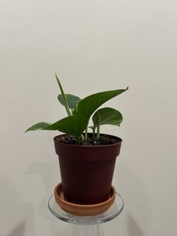 baby pothos plant