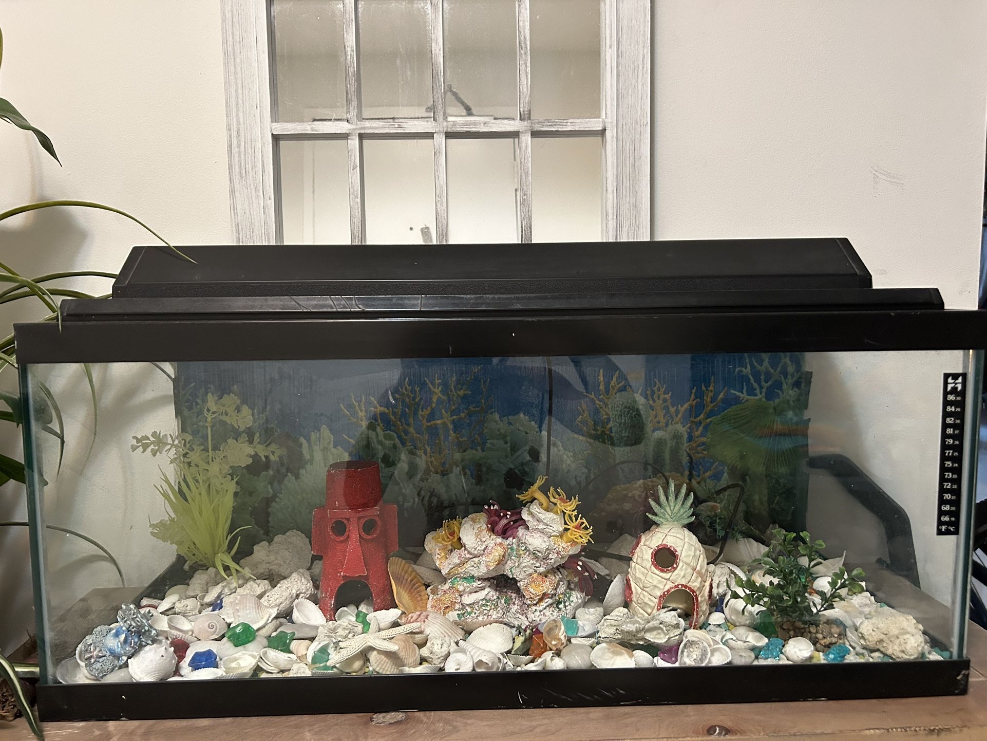 Fish Tank And Accessories 