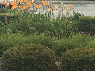 Orange daylily perennial