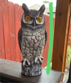 Owl $10