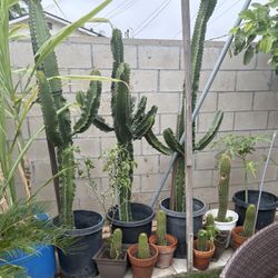 Cactus Plants