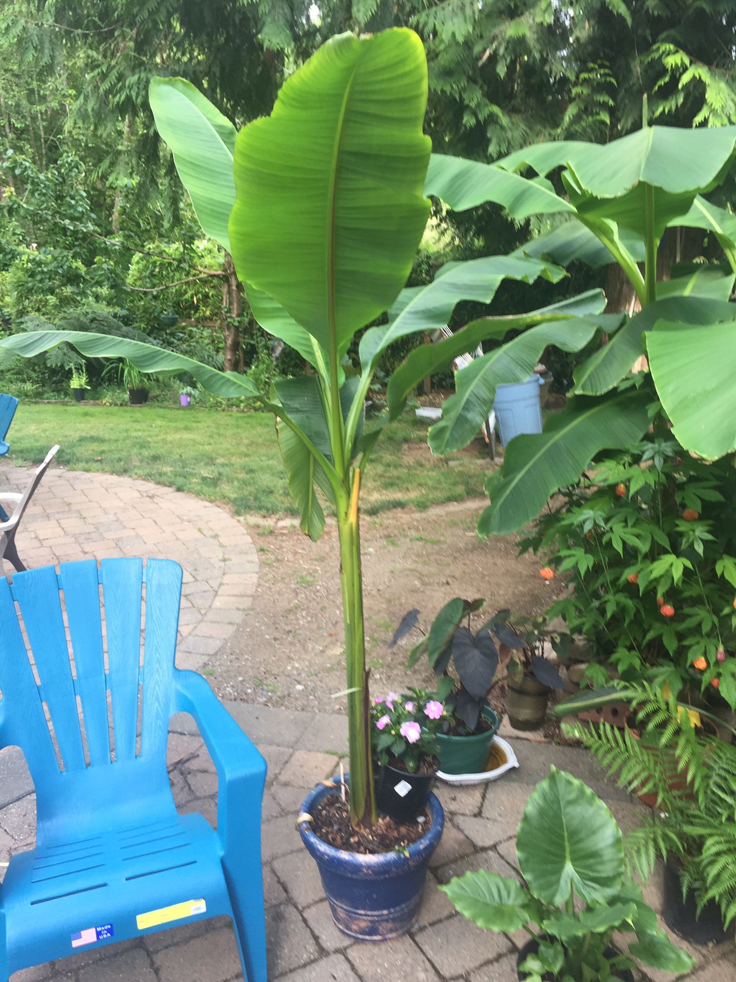 Cold hardy banana plant
