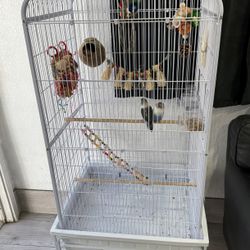 Bird Cage 