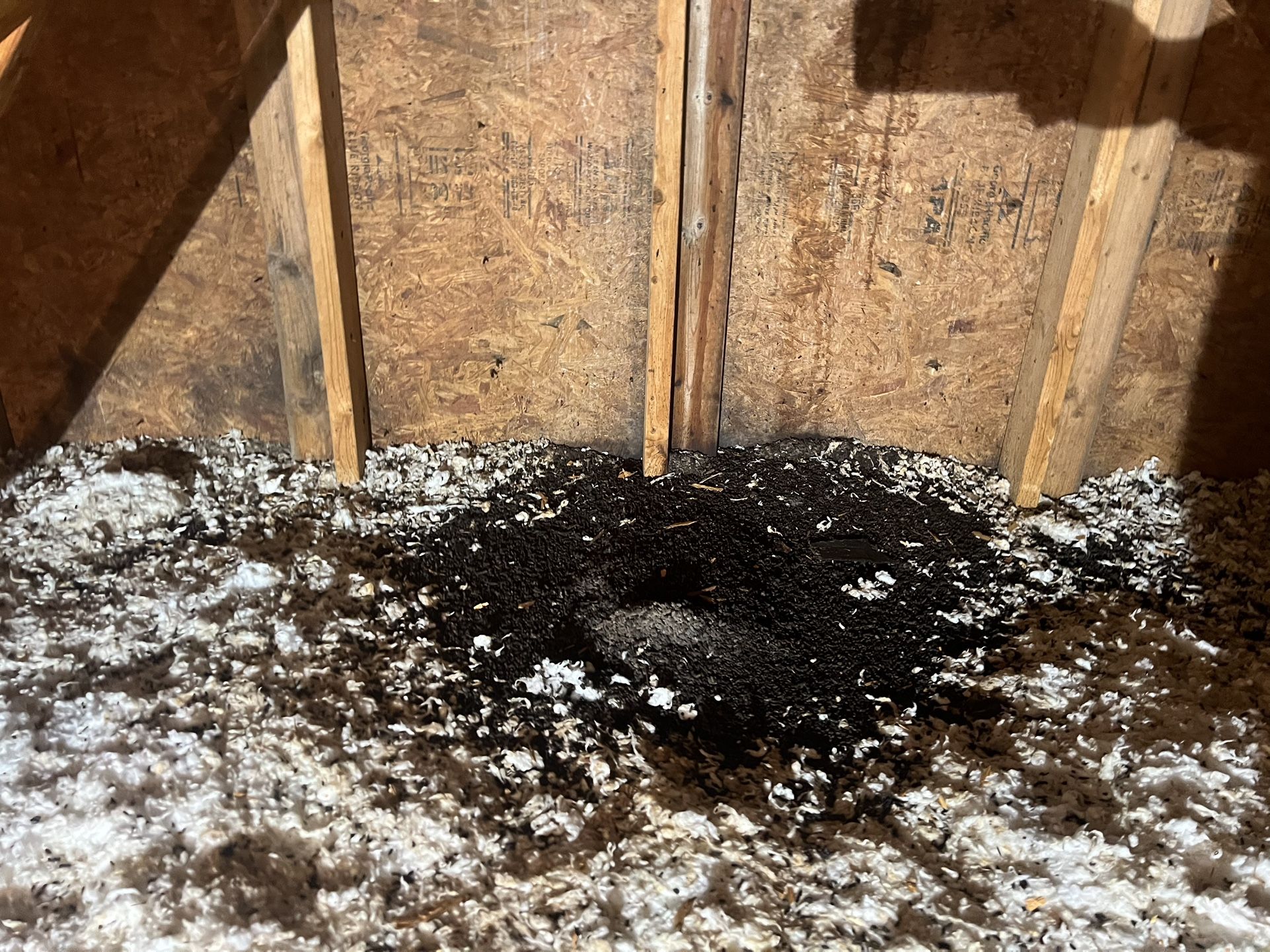 Don’t Let Your Whole House Become Infested Contact Us Now