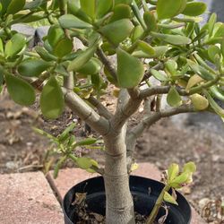 Jade Plant