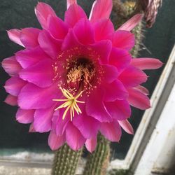 Cactus Blooming Plant, In 5 Gallons Pot Pick Up Only