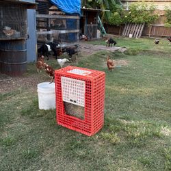 Cajas Para Animales
