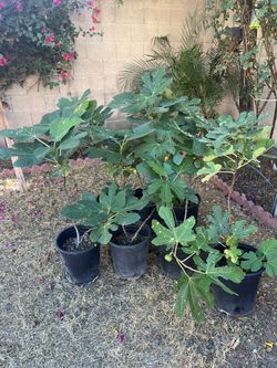 5 Gal Brown Turkey Fig 